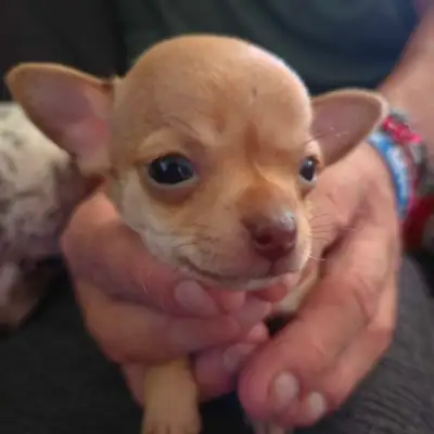 Chihuahua puppies looking for new home, View more