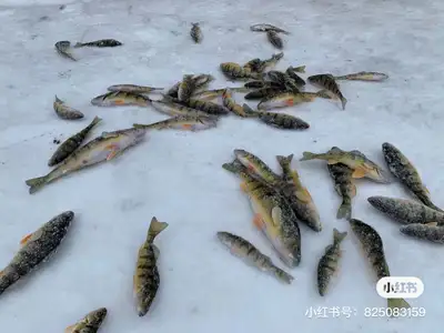 Lake Simcoe Ice Fishing Cabin ONLY Stars from 125/HUT, View more