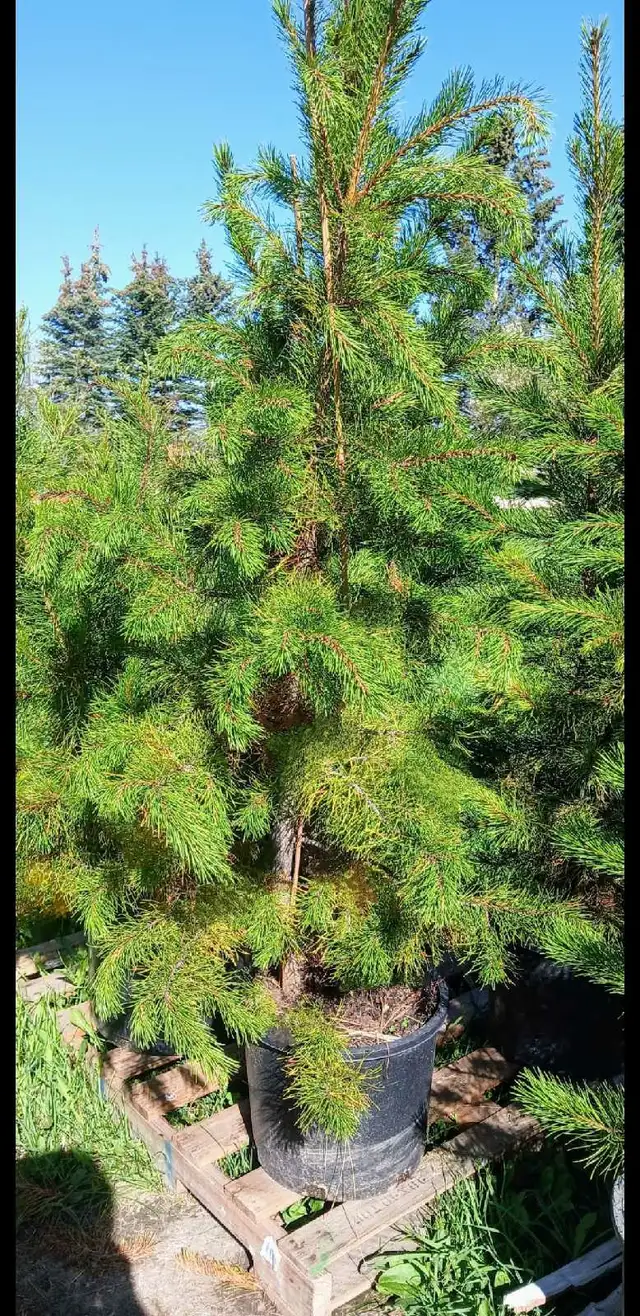8ft lodgepole pine fall season sale in Plants, Fertilizer & Soil in Edmonton - Image 3