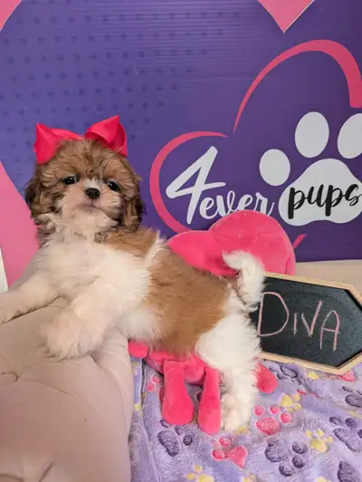PURE Shih-tzu puppies *hypoallergenic *pedigree parents, View more