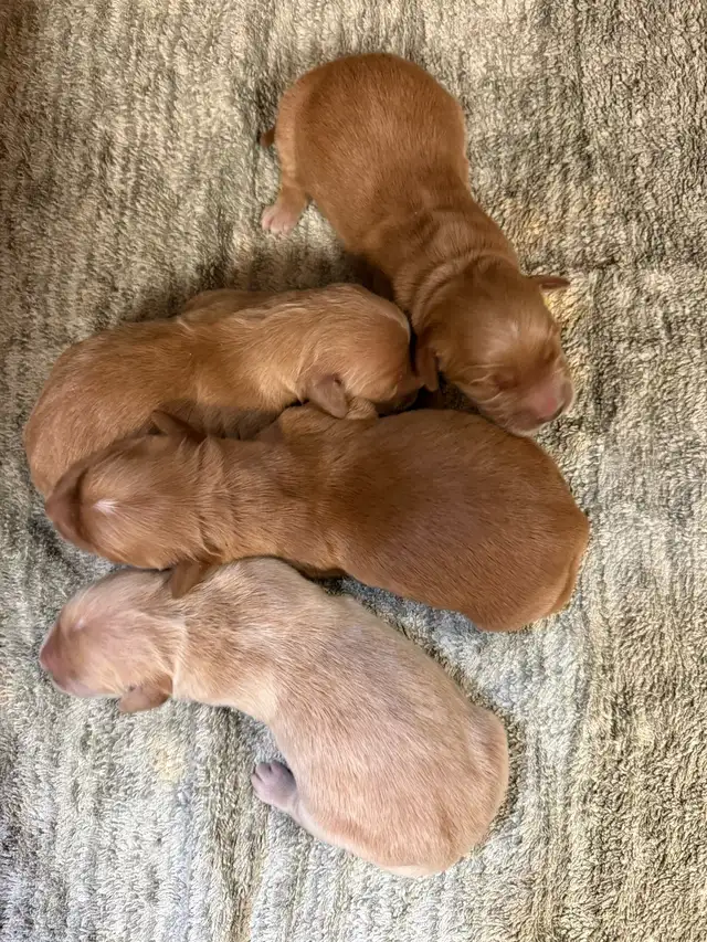 Golden Retriever Puppies CKC Registered