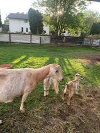 Boer goat with two buckling - in milk