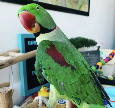 PARROT NAIL/WING CLIPPING AND BIRD SITTING - IN MISSISSAUGA!, View more