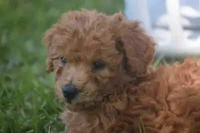 F1b Mini Aussiedoodle Puppies READY June 3, View more