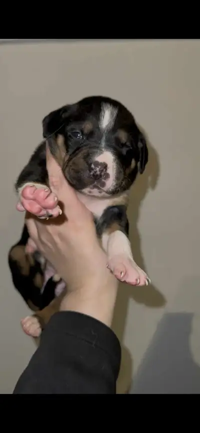 Boxer x Mastiff Mix Puppies – Ready for Loving Homes Easter Weekend We have 9 beautiful Boxer/Mastif...