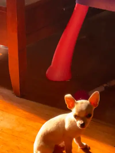 pure bred chihuahua male puppy , View more