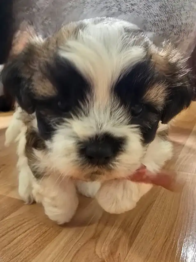 SOLD - Shih-Poo Male Puppy in Dogs & Puppies for Rehoming in Cambridge - Image 5