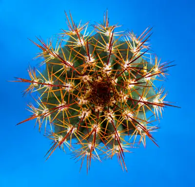 Indoor plant: 5" Echinocactus, View more