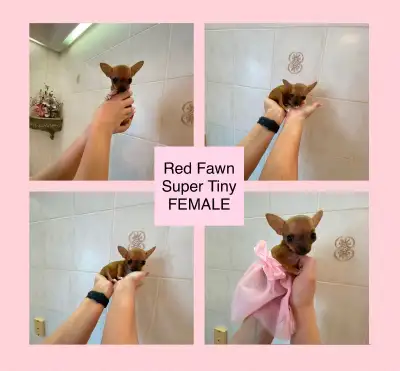 SOLD⭐️⭐️⭐️PLEASE READ THE ENTIRE AD BEFORE CONTACTING⭐️⭐️⭐️ABSOLUTELY “NOT” SUITED FOR PEOPLE WITH S...