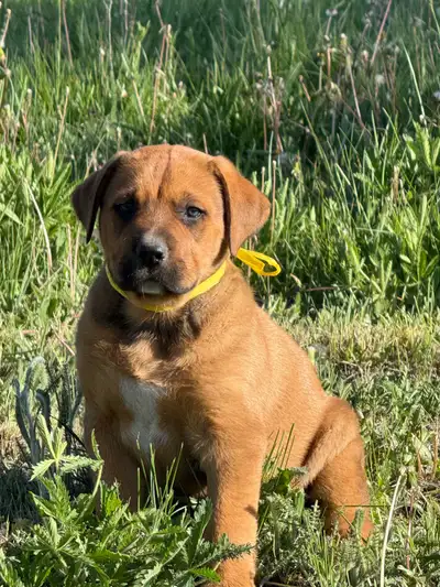 Bull Mastiff x Great Pyrenees/Bernese Mountain Dog Located in Princeton BC