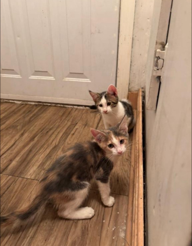 chaton mixte Maine coon dans Chats et chatons à adopter  à Laval/Rive Nord