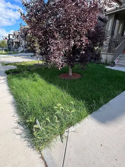 Lawn Cutting Services) We service Barrie, Orillia, Innisfil, Angus, Oro Medonte and Horseshoe Valley...