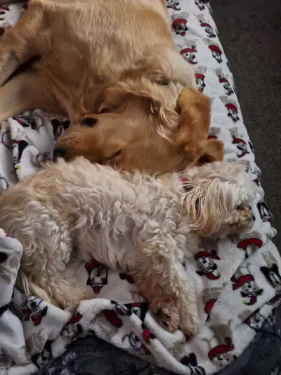 9 month old golden retriever - pending pick up, View more