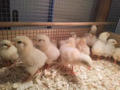 BEAUTIFUL COLUMBIA CHICKS, View more