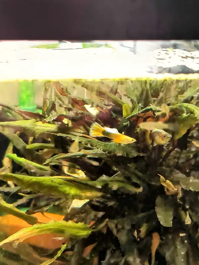 Gold Black guppies Sale in Fish for Rehoming in Kingston - Image 4