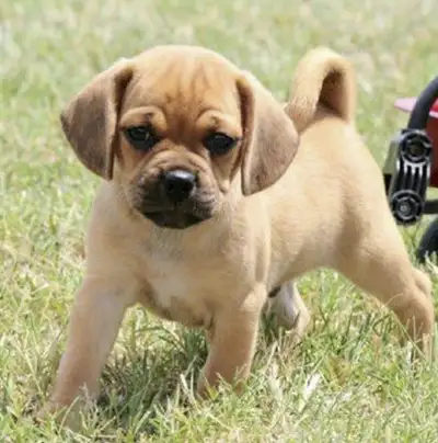 Taking 3 deposits on our fall litter of Puggle Puppies! These are always a favourite. They make (ado...