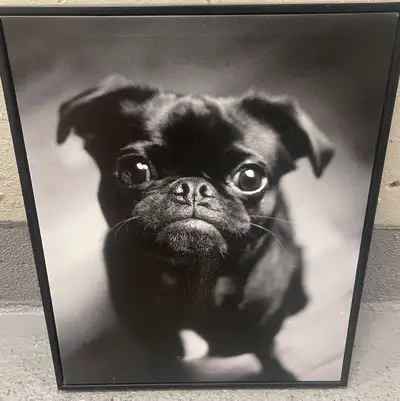 Add a touch of whimsy to your home decor with this charming black and white pug print in a sleek bla...