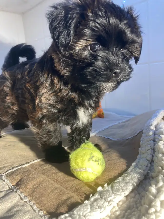 yorkipoo (Yorkshire mixe) in Dogs & Puppies for Rehoming in Drummondville - Image 5