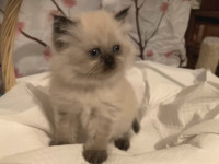 Yeux Bleu Adoptez Des Chats Et Chatons Dans Quebec Petites Annonces De Kijiji