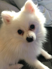 1.5 year old Male Pomeranian for rehoming