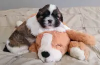 Shih Tzu cross toy Australian Shepherd puppies