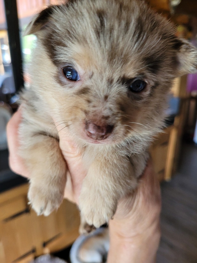 Chihuahua/ pom Dogs & Puppies for Rehoming 100 Mile House Kijiji