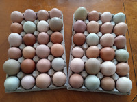 Hatching Eggs (Barn Yard Mix)