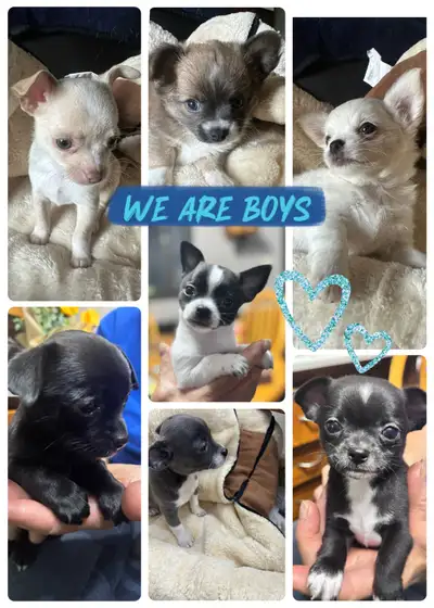Chihuahua Puppies Ready for their new home, View more