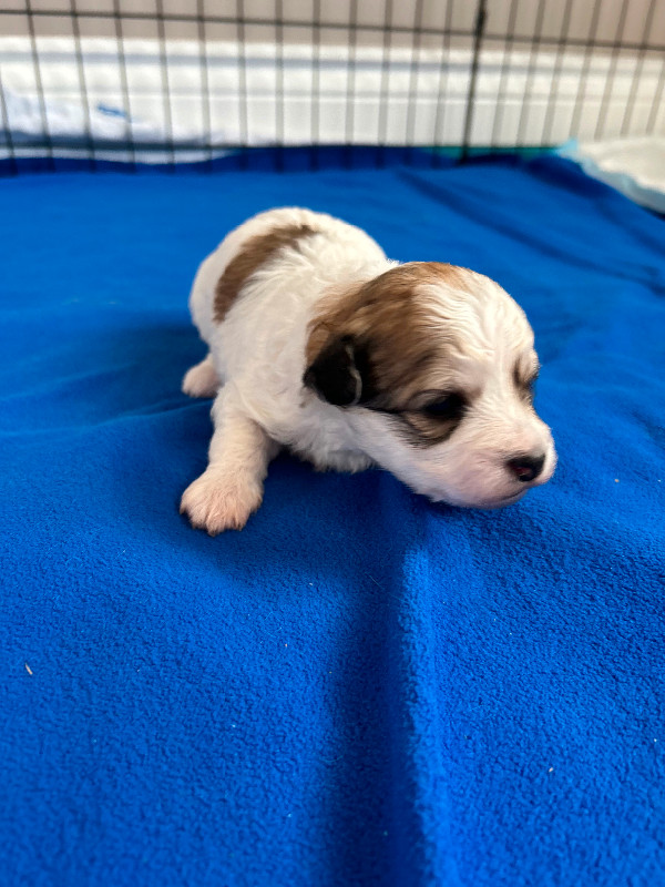Morkie/Bichon puppy dans Dogs & Puppies for Rehoming in St. John's - Image 3