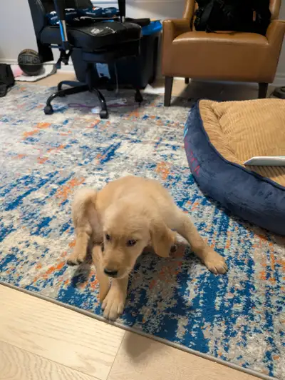 Adorable Golden Retriever Puppy – Ready for New Home! , View more