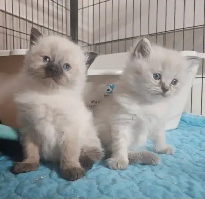 Ragdoll/ Manx kittens , Gorgeous quality kittens, Langley, View more