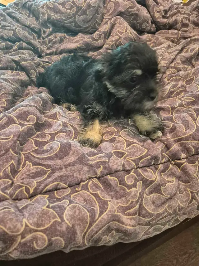 Minature schnauzer cross shihtzu boy in Dogs & Puppies for Rehoming in Owen Sound - Image 2
