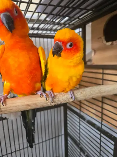 COUPLE SUN CONURE, View more