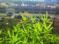 Male Guppy Fish For Sale!