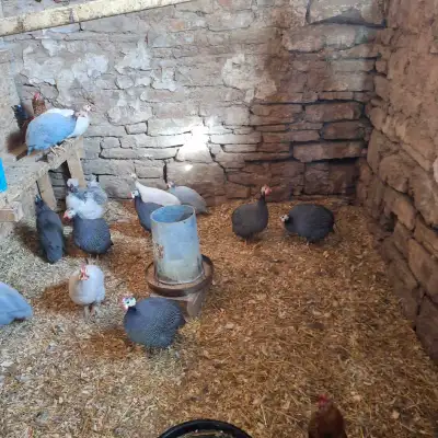 guinea hens, View more