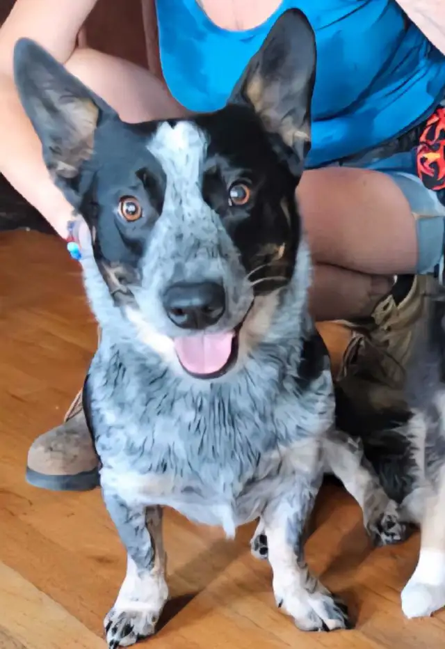 cowboy corgis in Dogs & Puppies for Rehoming in Vernon - Image 9