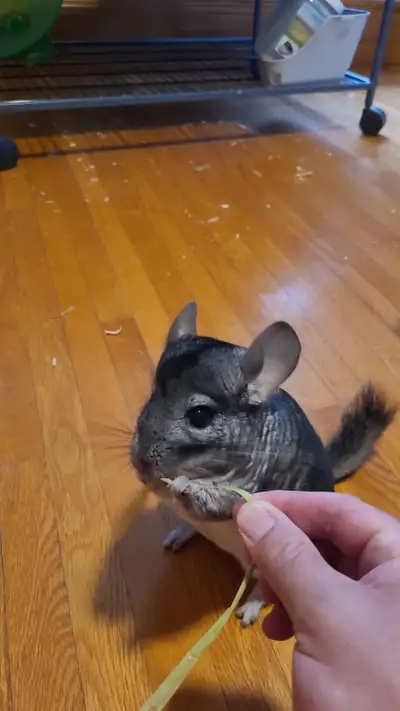 Sweet Chinchilla Owen Sound, View more