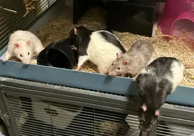 Searching for homes for dozens of rats! Frankiesworld.ca, View more
