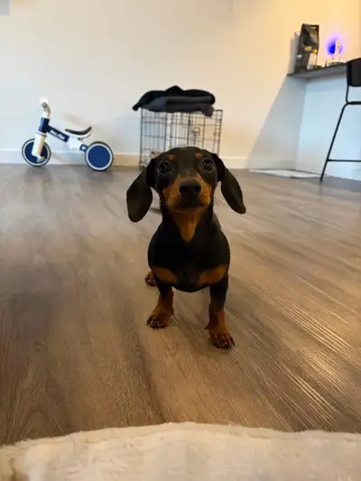 trying to rehome mini dachshund, View more