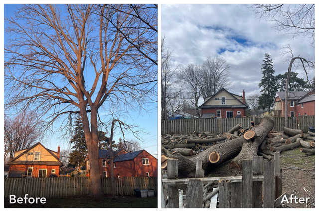 Affordable Tree Services - Gold Standard Tree Services in Lawn, Tree Maintenance & Eavestrough in Oshawa / Durham Region - Image 3