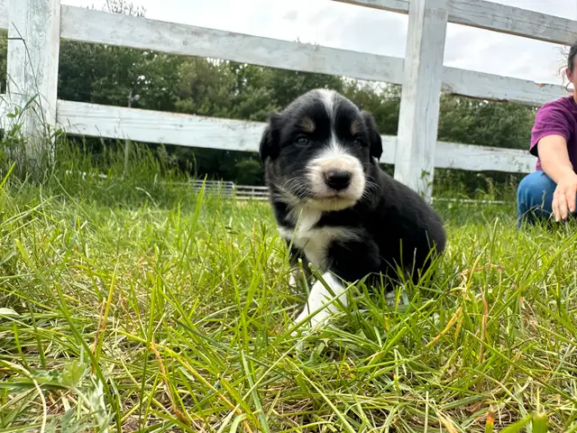 Chiot Border Collie in Dogs & Puppies for Rehoming in Trois-Rivières - Image 5