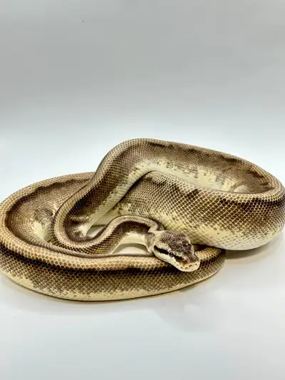 Adult Ball Python Male
