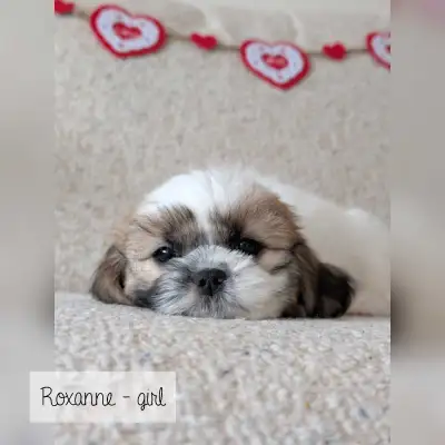 Teddy Bear Companion Puppies, View more