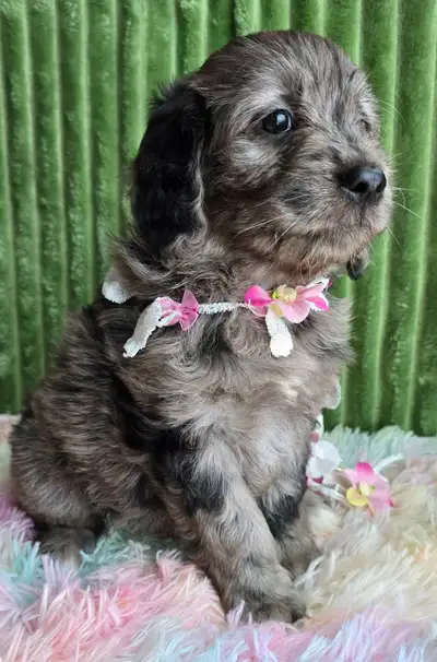 MiNI GoldenDoodle puppies, View more