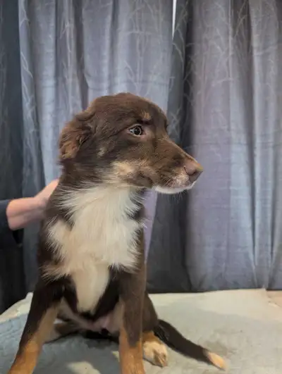 aussi x border Collie, View more