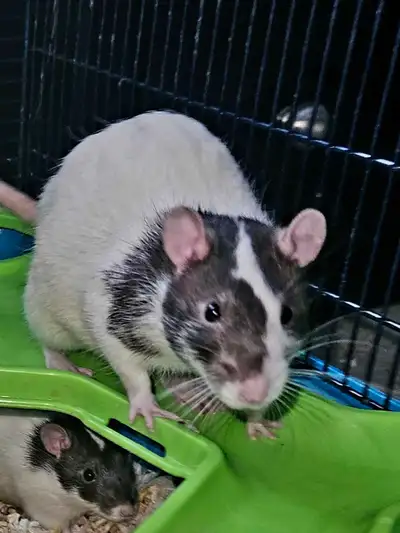 Pet Rats (males), View more