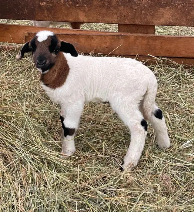 2 hair sheep ram lambs breeding stock in Livestock in Smithers - Image 6