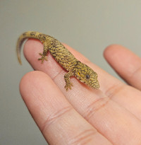Baby chameleon gecko agricolae 