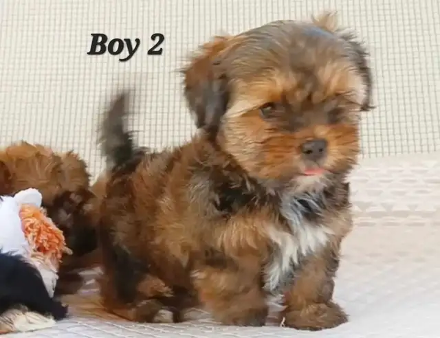 *2 Left!* Quality Shorkie puppies Girls and Boys! in Dogs & Puppies for Rehoming in Hamilton - Image 6