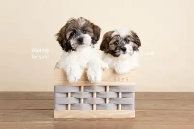 Adorable Coton De Tulear Puppies FOR SALE!